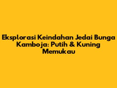 Eksplorasi Keindahan Jedai Bunga Kamboja: Putih & Kuning Memukau