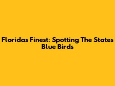 Florida's Finest: Spotting The State's Blue Birds
