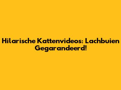 Hilarische Kattenvideo's: Lachbuien Gegarandeerd!