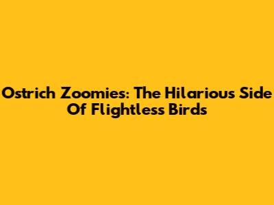 Ostrich Zoomies: The Hilarious Side Of Flightless Birds