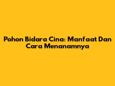 Pohon Bidara Cina: Manfaat Dan Cara Menanamnya