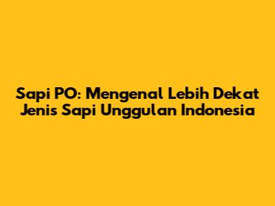 Sapi PO: Mengenal Lebih Dekat Jenis Sapi Unggulan Indonesia