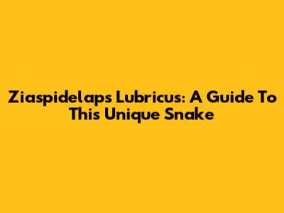 Ziaspidelaps Lubricus: A Guide To This Unique Snake